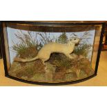 A taxidermy stuffed and mounted Ermin with Rabbit kitten prey in naturalistic setting,