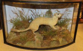 A taxidermy stuffed and mounted Ermin with Rabbit kitten prey in naturalistic setting,