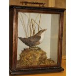 A taxidermy stuffed and mounted dipper in naturalistic setting upon a mossy rock,