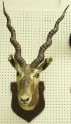 A taxidermy stuffed and mounted Black Buck head with horns,