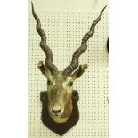 A taxidermy stuffed and mounted Black Buck head with horns,