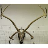 A large pair of Reindeer antlers (multiple point) on a wall mount