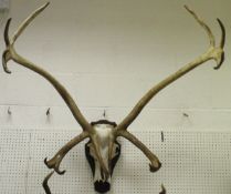 A large pair of Reindeer antlers (multiple point) on a wall mount