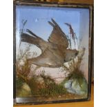 A taxidermy stuffed and mounted Fieldfare in flight over grasses and stones,