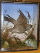 A taxidermy stuffed and mounted Fieldfare in flight over grasses and stones,