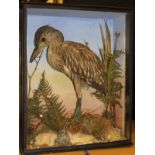 A taxidermy stuffed and mounted Juvenile Night Heron in naturalistic setting,