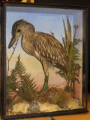 A taxidermy stuffed and mounted Juvenile Night Heron in naturalistic setting,