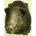 A taxidermy stuffed and mounted Boar's head on Black Forest type carved oak branch and leaf