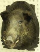 A taxidermy stuffed and mounted Boar's head on Black Forest type carved oak branch and leaf