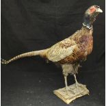 A taxidermy stuffed and mounted Reeves's Pheasant Cock,