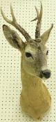 A taxidermy stuffed and mounted Roe Deer shoulder mount with antlers