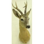 A taxidermy stuffed and mounted Roe Deer shoulder mount with antlers