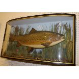 A taxidermy stuffed and mounted Brown Trout in naturalistic setting,