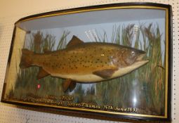 A taxidermy stuffed and mounted Brown Trout in naturalistic setting,