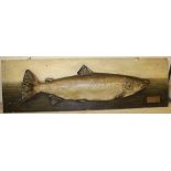 A large painted Salmon cast on painted backboard,