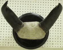 A skull cap mounted pair of Bull horns,