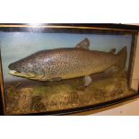 A taxidermy stuffed and mounted Brown Trout in naturalistic setting and bow-fronted glazed display