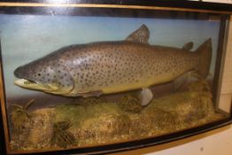 A taxidermy stuffed and mounted Brown Trout in naturalistic setting and bow-fronted glazed display