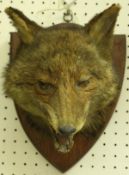 A taxidermy stuffed and mounted Fox mask on oak shield-shaped mount, bearing label verso "Bartlett .