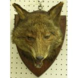 A taxidermy stuffed and mounted Fox mask on oak shield-shaped mount, bearing label verso "Bartlett .