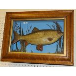 A taxidermy stuffed and mounted Roach in naturalistic setting and picture frame display case