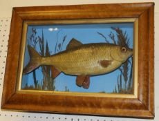 A taxidermy stuffed and mounted Roach in naturalistic setting and picture frame display case