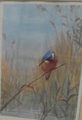 AFTER J C HARRISON "Kingfisher", colour print, signed in pencil lower right,