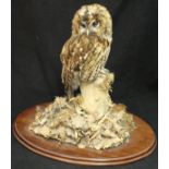 A taxidermy stuffed and mounted Tawny Owl in naturalistic setting upon a log surrounded by leaves,