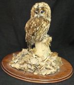 A taxidermy stuffed and mounted Tawny Owl in naturalistic setting upon a log surrounded by leaves,