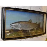 A taxidermy stuffed and mounted Sea Trout in naturalistic setting and bow-fronted three-sided