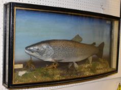 A taxidermy stuffed and mounted Sea Trout in naturalistic setting and bow-fronted three-sided