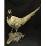 A taxidermy stuffed and mounted Ring-necked Pheasant Cock on a log mount