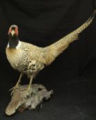 A taxidermy stuffed and mounted Ring-necked Pheasant Cock on a log mount