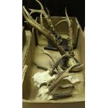 Two pairs of Roe Deer antlers on shield mounts,