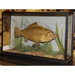 A taxidermy stuffed and mounted Crucian Carp in naturalistic setting,