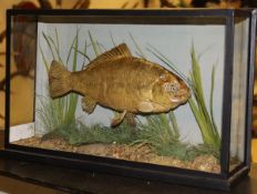 A taxidermy stuffed and mounted Crucian Carp in naturalistic setting,