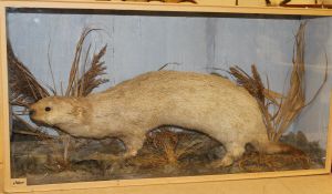 A stuffed and mounted Otter in naturalistic setting, within a glass-fronted display case,