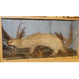 A stuffed and mounted Otter in naturalistic setting, within a glass-fronted display case,