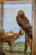 A taxidermy stuffed and mounted Red Kite in naturalistic setting upon a branch with nest of three