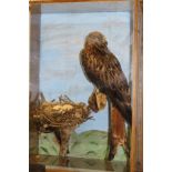A taxidermy stuffed and mounted Red Kite in naturalistic setting upon a branch with nest of three