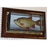 A taxidermy stuffed and mounted Rudd in picture frame display case,