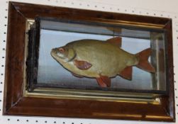 A taxidermy stuffed and mounted Rudd in picture frame display case,