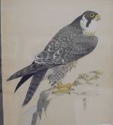 NEAVE PARKER "Peregrine Falcon", watercolour heightened in white,