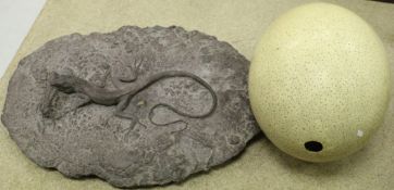 A cast to simulate a fossilised Lizard with Grasshopper prey and a blown Ostrich egg