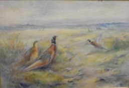 IN THE MANNER OF JAMES STINTON "Pheasants in a field", watercolour,