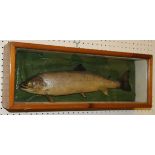 A taxidermy stuffed and mounted Sea Trout in glass-fronted display case