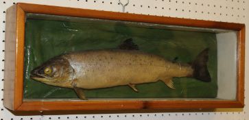 A taxidermy stuffed and mounted Sea Trout in glass-fronted display case