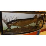 A taxidermy stuffed and mounted Pike in naturalistic setting,