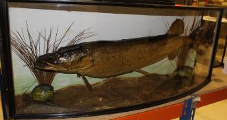 A taxidermy stuffed and mounted Pike in naturalistic setting,