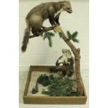 A taxidermy stuffed and mounted pair of Pine Martens in naturalistic setting upon a branch